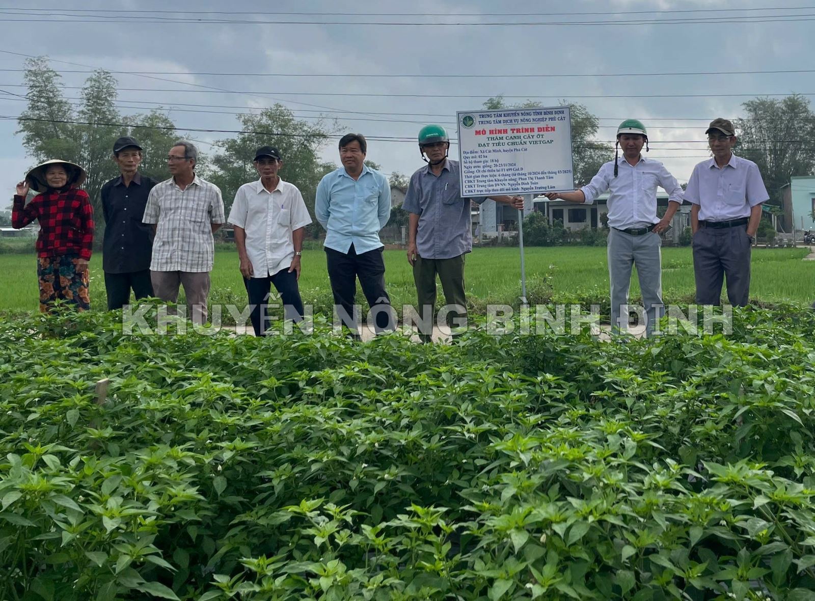 Sản xuất ớt theo tiêu chuẩn VietGAP, giải pháp nâng cao hiệu quả kinh tế và bảo vệ sức khỏe nông dân