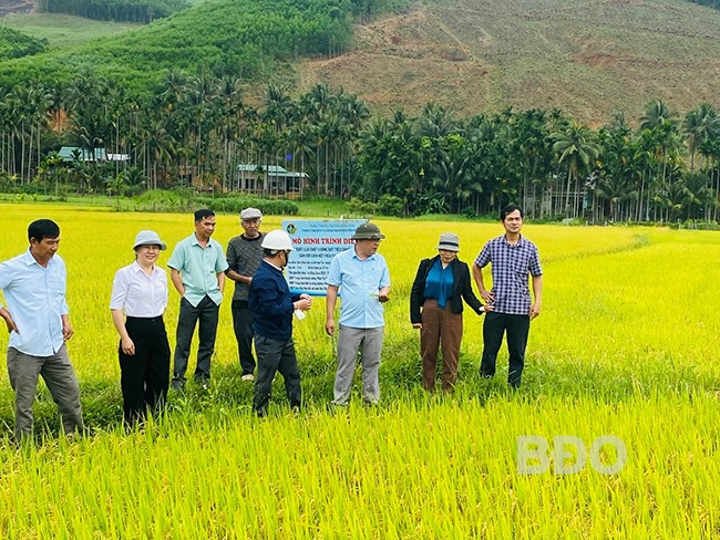 Tổng kết mô hình sản xuất lúa chất lượng đạt tiêu chuẩn hữu cơ tại Hoài Ân
