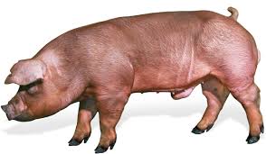 Lợn đực hậu bị giống Duroc