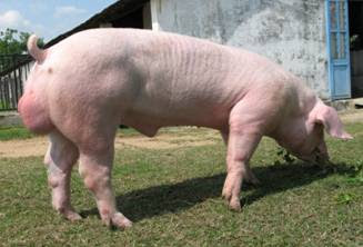 Lợn đực hậu bị giống Landrace (từ 25-90 kg)