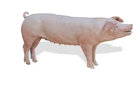 Lợn cái hậu bị giống Landrace