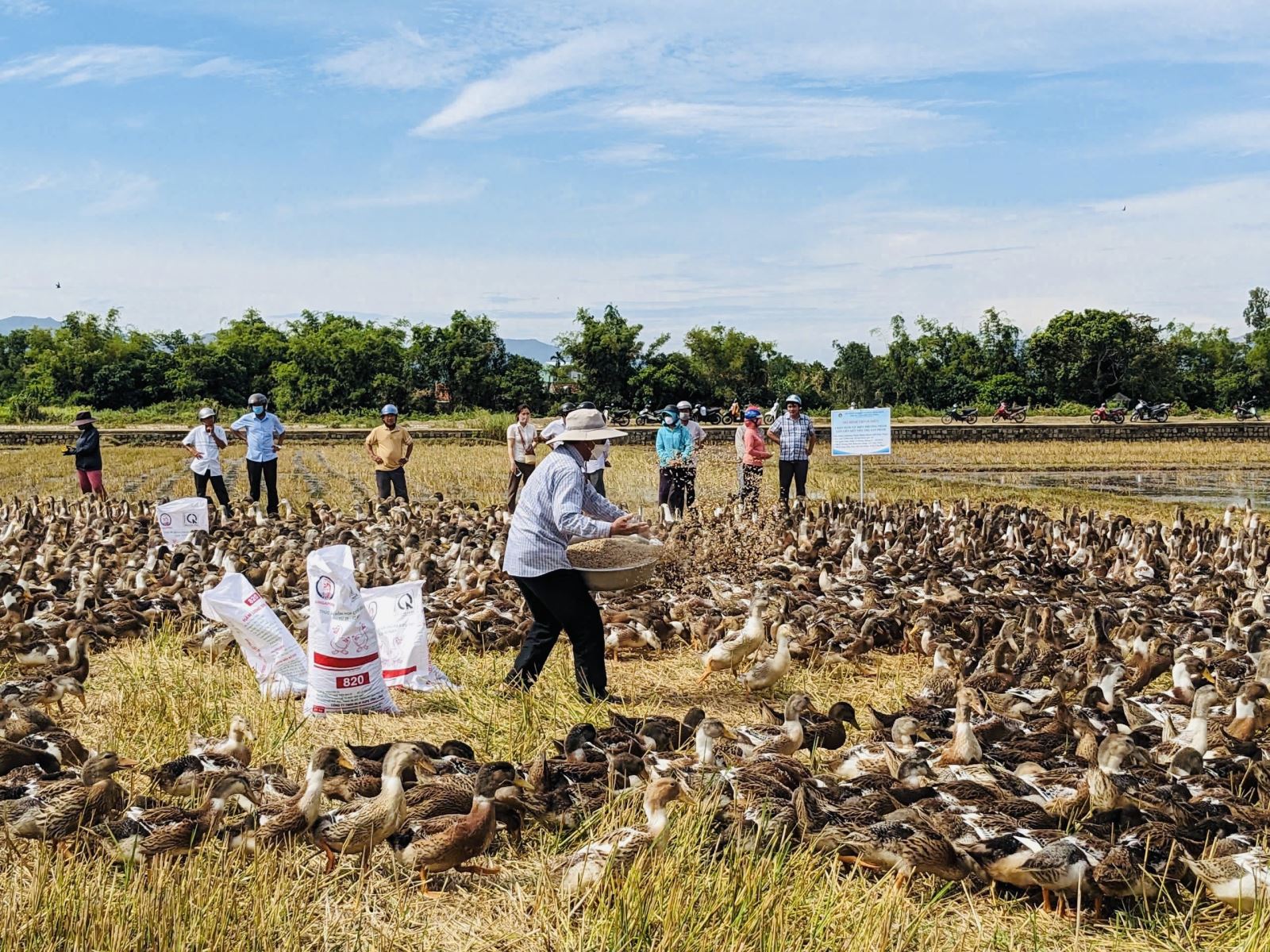 Chăn nuôi vịt biển thương phẩm, thích ứng với biến đổi khí hậu, thu nhập ổn định cho người chăn nuôi